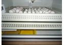 Huevos fértiles de loros y bebés loro para la venta - En Asturias, Candamo