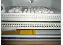 Frescas y fértiles loros huevos con incubadoras para la vent