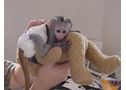 Monos capuchinos femenina y masculina de Navidad - En Barcelona, Argençola