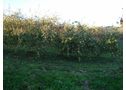 Se vende finca de manzanos produciendo - En Asturias, Villaviciosa
