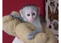 Monos Capuchinos en venta o adopción - En Madrid, Cadalso de los Vidrios