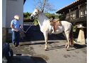 Se vende caballo  - En Asturias, Cabranes