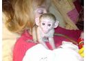 Monos capuchinos para la Navidad - En A Coruña, Ares