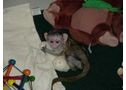 Los monos capuchinos hermoso bebé disponibles para el nuevo hogar - En Málaga, Igualeja