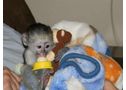 Bebé monos capuchinos para nuevas viviendas