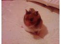 Regalo hamsters dorados ( hamster comun)