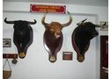 Cabezas de toros disecadas de la REAL MAESTRANZA DE SEVILLA, - En Sevilla, Palacios y Villafranca (Los)