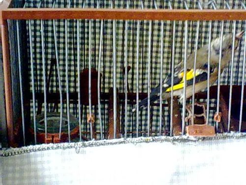 Novellas De Jilguero Nuevas De Cordoba Anuncios Gratis