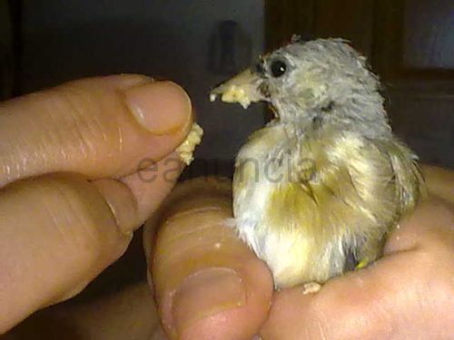 Novellas De Jilguero Criadas Cautividad Del 2011 Anuncios Gratis