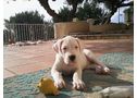vendo cachorros Dogo Argentino! - En Alicante, Altea